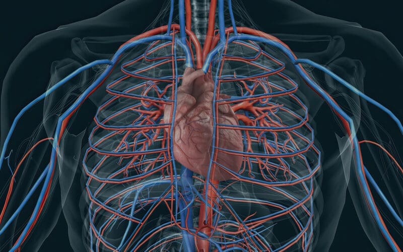 Cardiovascular System