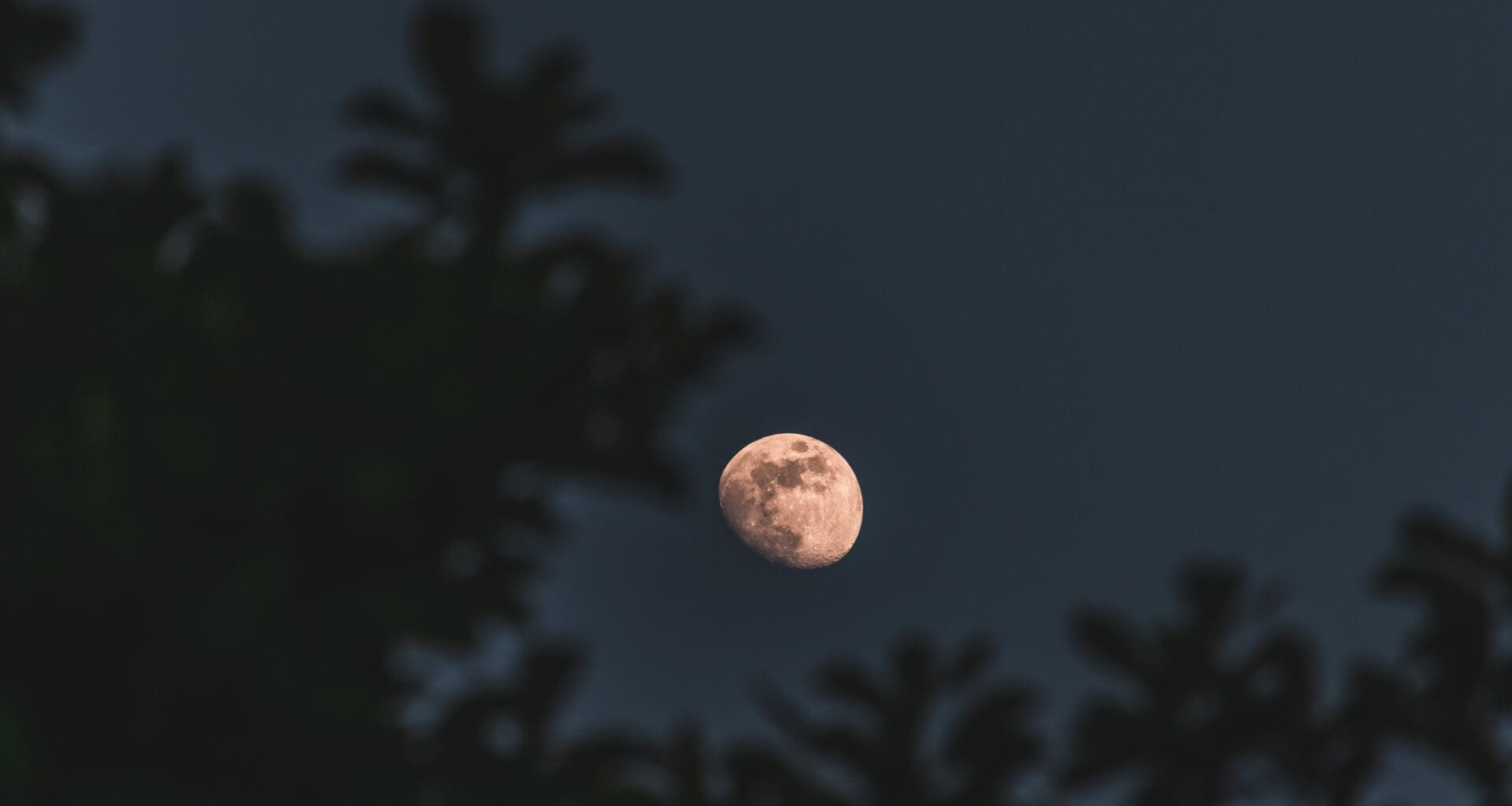 Close-up, selectively focused image of the Moon captured through a smartphone, framed by trees