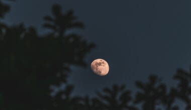 Close-up, selectively focused image of the Moon captured through a smartphone, framed by trees