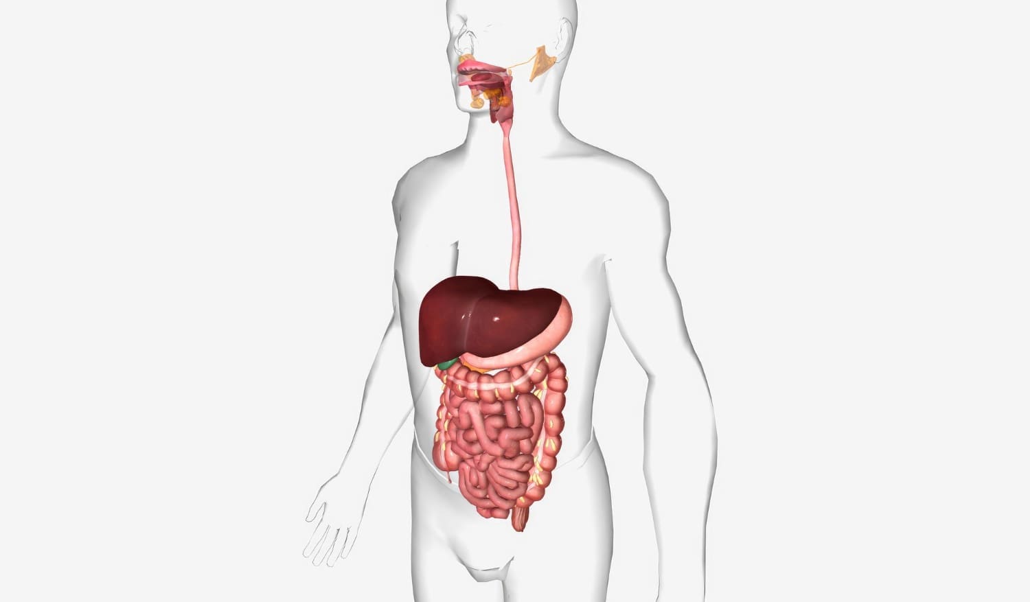 Digestive System