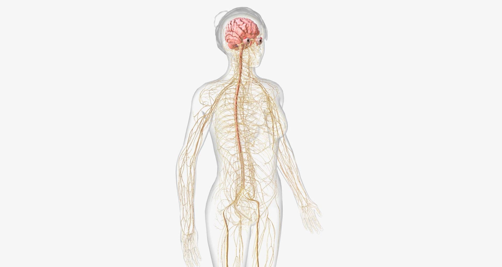 The Nervous System