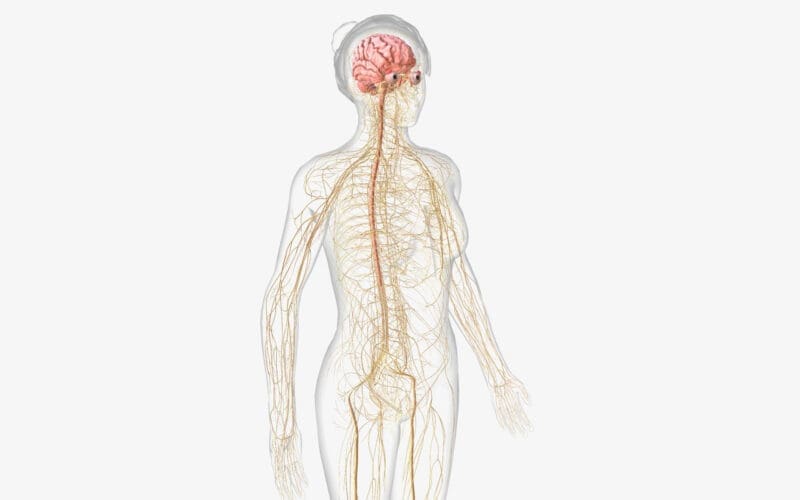 The Nervous System