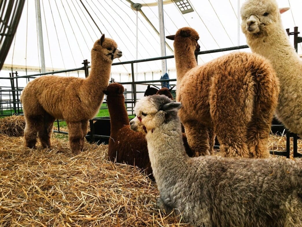 Alpaca Farm in Wyoming