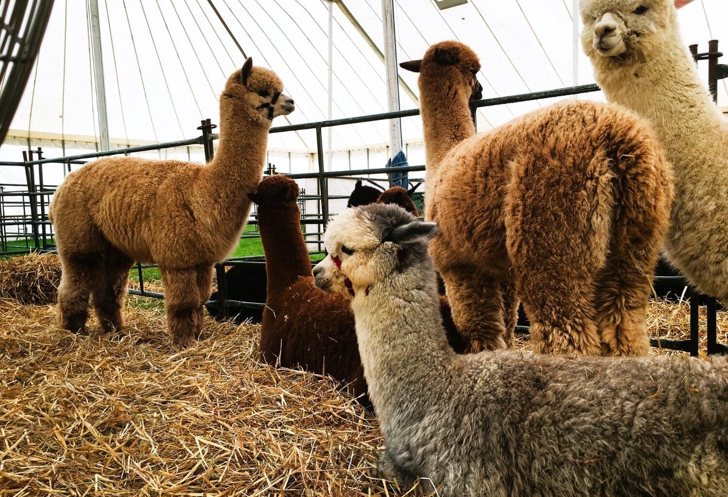 Alpaca Farm in Wyoming