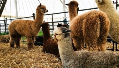 Alpaca Farm in Wyoming