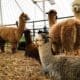 Alpaca Farm in Wyoming