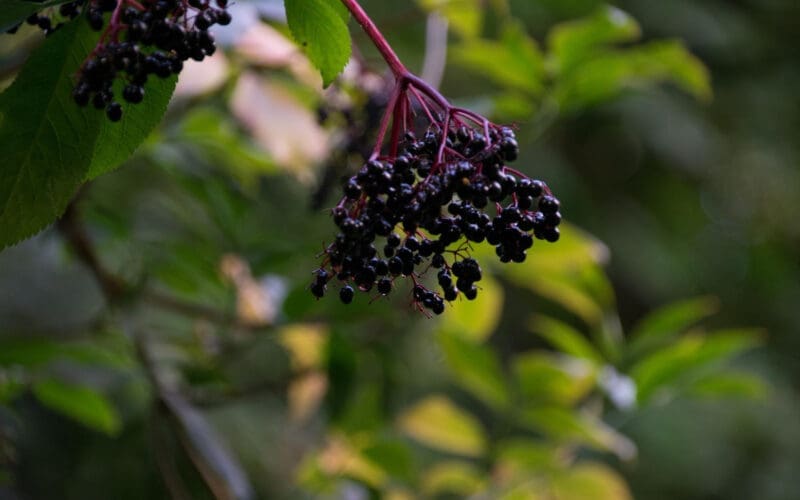 Elderberry Craze