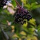 Elderberry Craze