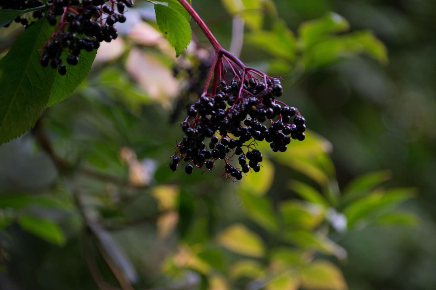 Elderberry Craze