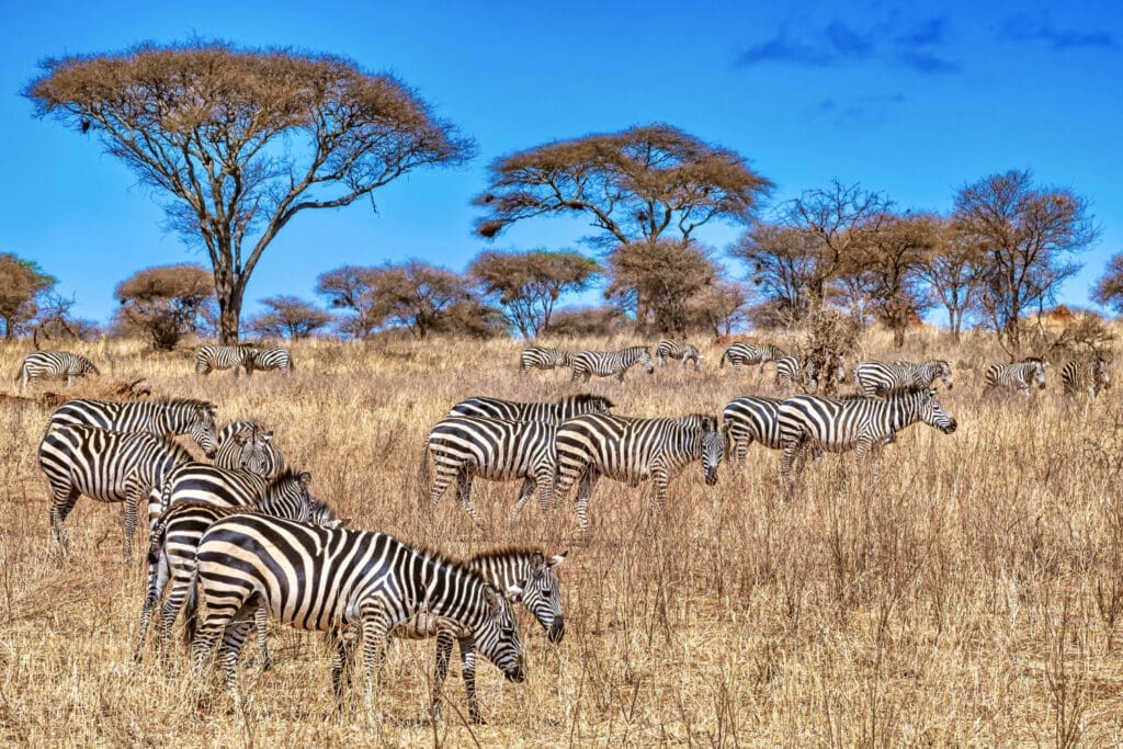 Group of zebras in South Africa