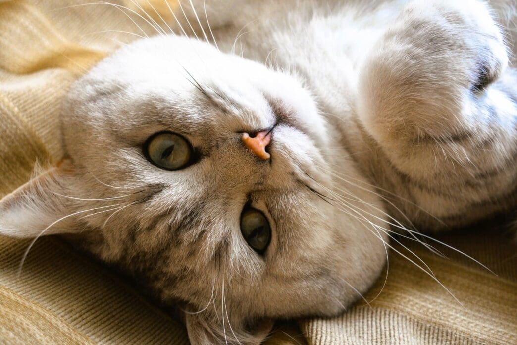 A British Shorthair cat gazes at the camera