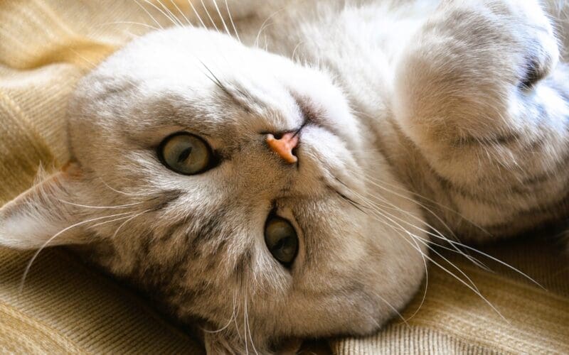 A British Shorthair cat gazes at the camera