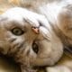 A British Shorthair cat gazes at the camera