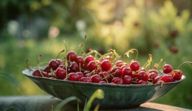 A dish of cherries nestled in a garden