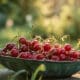 A dish of cherries nestled in a garden