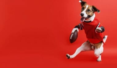 A dog in football gear kicking a field goal like a human against a solid red background. AI-generated image.