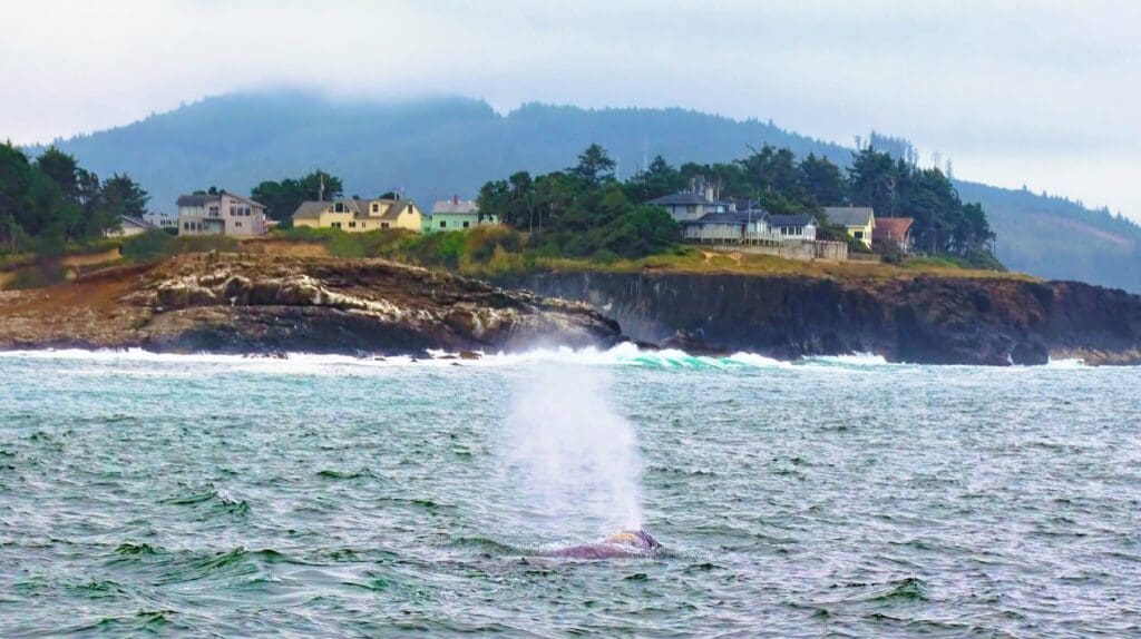 A gray whale swims offshore near Yachats