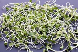 Broccoli Sprouts