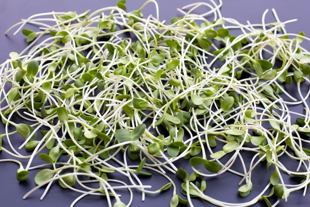 Broccoli Sprouts