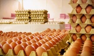 Fresh eggs in the egg factory