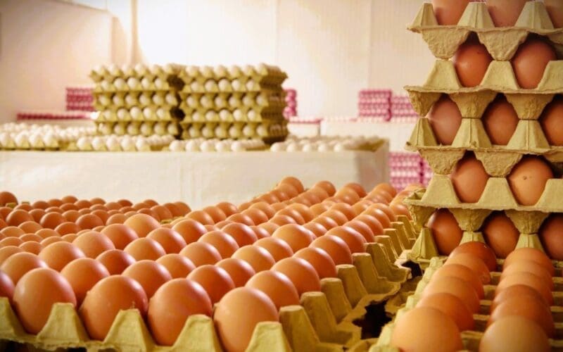 Fresh eggs in the egg factory