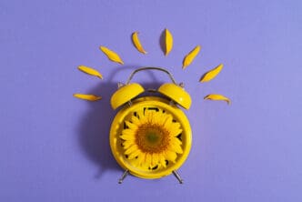 Beautiful sunflower alarm in studio still life