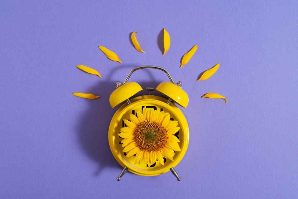 Beautiful sunflower alarm in studio still life