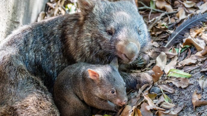 Female wombat with her joey, Queensland, Australia