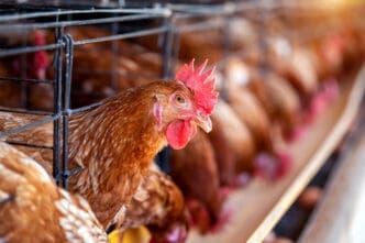 Hens in the Poultry Industry