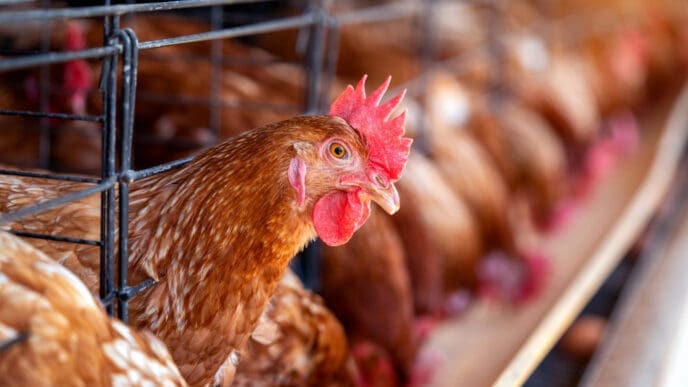 Hens in the Poultry Industry