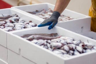 White containers with catch of sea fish industrial catch of fresh fish