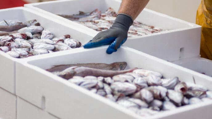 White containers with catch of sea fish industrial catch of fresh fish