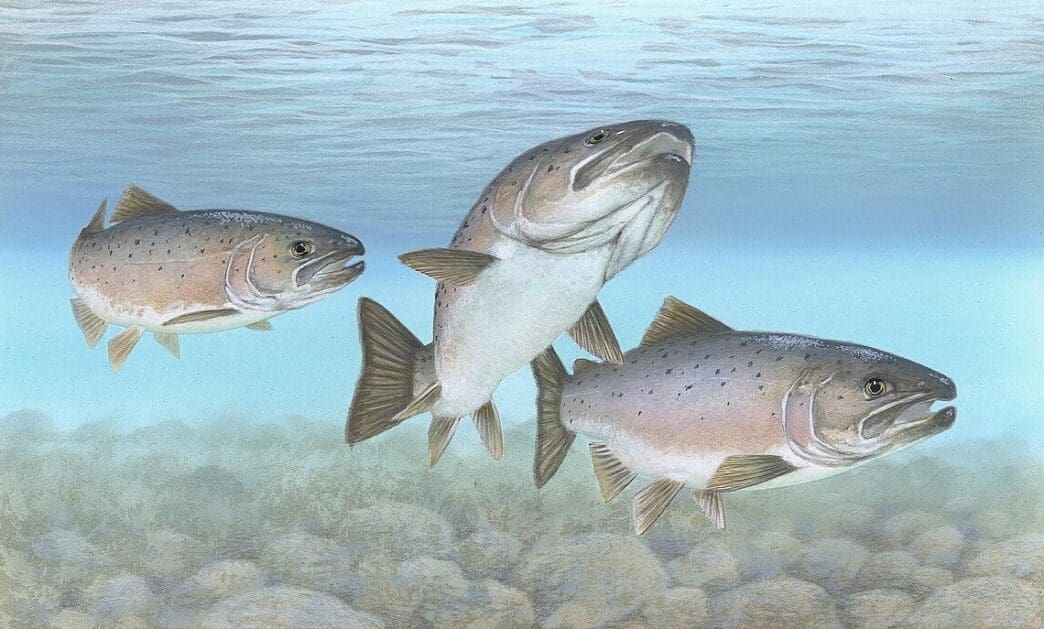 By Timothy Knepp, U.S. Fish and Wildlife Service. Public Domain, via Wikimedia Commons