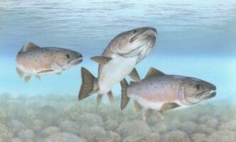 By Timothy Knepp, U.S. Fish and Wildlife Service. Public Domain, via Wikimedia Commons