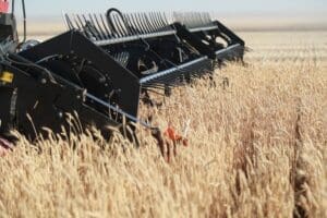Close-up of a grain harvest on a U.S. farm, showcasing its growth in the countryside. By Shutterstock.com - Maria lobakina