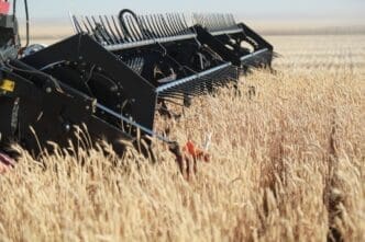 Close-up of a grain harvest on a U.S. farm, showcasing its growth in the countryside. By Shutterstock.com - Maria lobakina