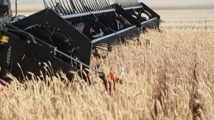 Close-up of a grain harvest on a U.S. farm, showcasing its growth in the countryside. By Shutterstock.com - Maria lobakina