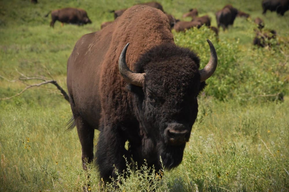 Fantastic direct look into the face of an American Buffalo