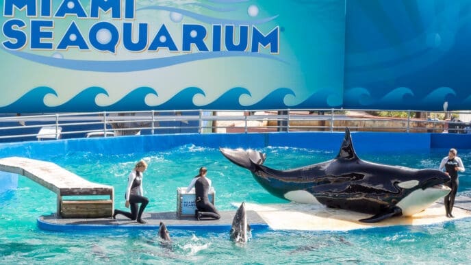 Lolita, the killer whale at the Miami Seaquarium. Founded in 1955, the oldest oceanarium in the U.S., the facility receives over 500,000 visitors annually. By Shutterstock.com - Kamira