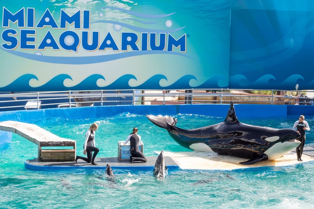 Lolita, the killer whale at the Miami Seaquarium. Founded in 1955, the oldest oceanarium in the U.S., the facility receives over 500,000 visitors annually. By Shutterstock.com - Kamira