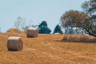 Panoramic view of hay bales in a field on a farm under a clear sky