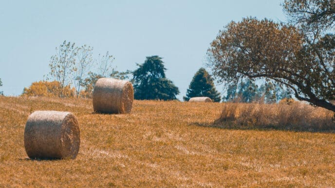 Panoramic view of hay bales in a field on a farm under a clear sky