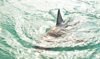 Shark in the waters near Florida's shoreline