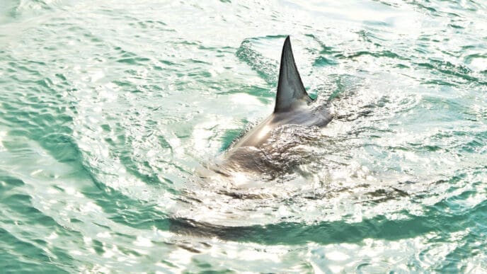 Shark in the waters near Florida's shoreline