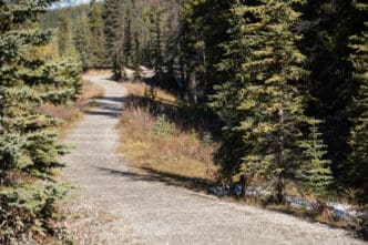 Trail through green forest