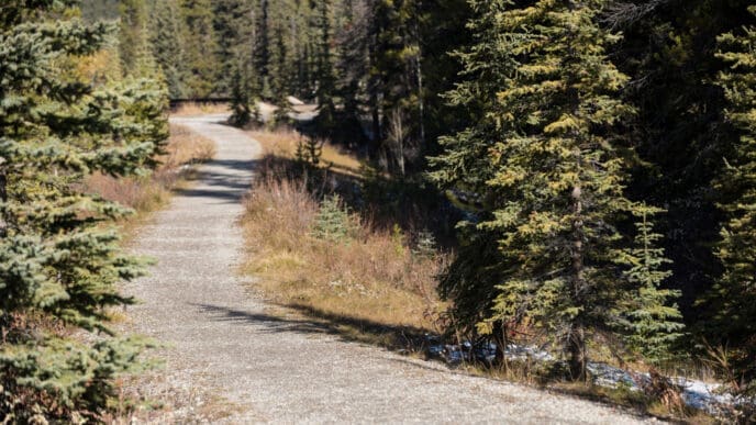 Trail through green forest