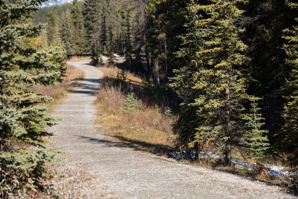 Trail through green forest