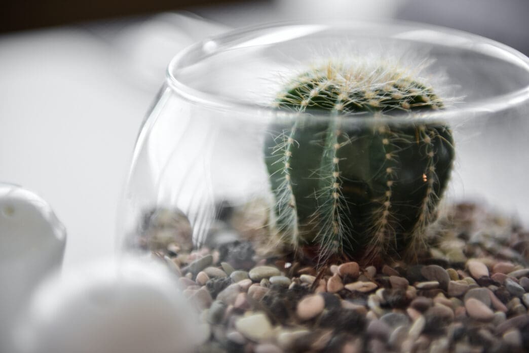 A close-up, macro photograph of a small green cactus with white spines planted in a bed of pebbles inside a clear, round glass bowl terrarium.