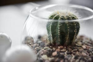 A close-up, macro photograph of a small green cactus with white spines planted in a bed of pebbles inside a clear, round glass bowl terrarium.