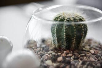 A close-up, macro photograph of a small green cactus with white spines planted in a bed of pebbles inside a clear, round glass bowl terrarium.
